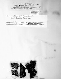 Corinectria fuckeliana image